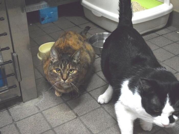 猫部屋の保護猫たち