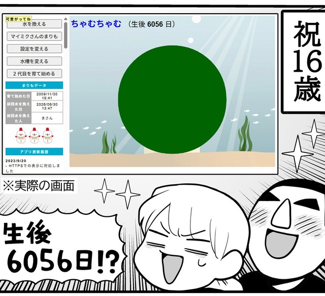 16年育て続けたまりも（きくまきさん提供）