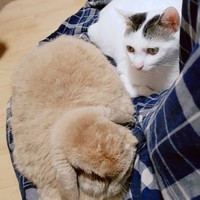 子猫の時から一緒にいると異種動物でも受け入れやすい