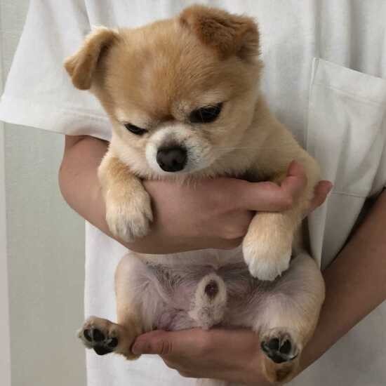 家にきたころの「ぽんた」