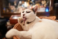 毛繕いが大好き