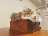 あふれていても気にしないのニャ（画像提供／ほたてさん）