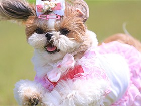 散歩中、話しかけられたらタッチで挨拶　シーズーの「エルメス」