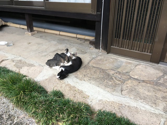 子猫のころのチョコちゃん。横たわってお乳をあげているのが母猫です