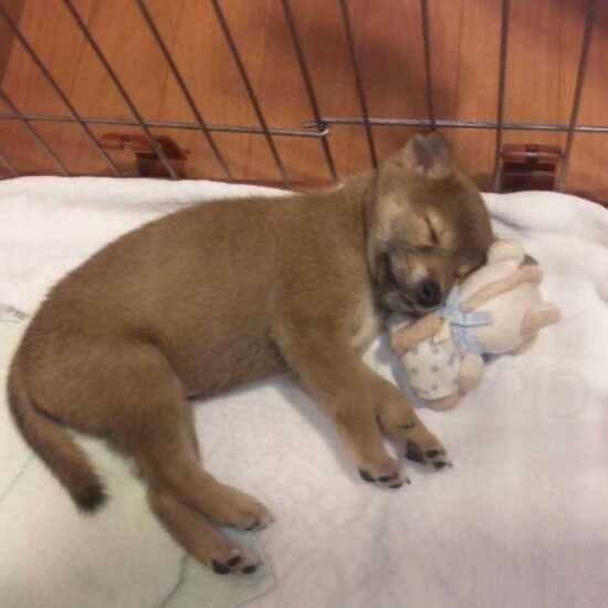 家にきたころの「琥太郎」