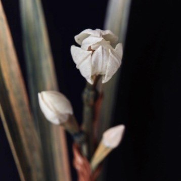 えっ、水をやると花が咲くって？魔法のような木彫作品…仕組みは “秘密