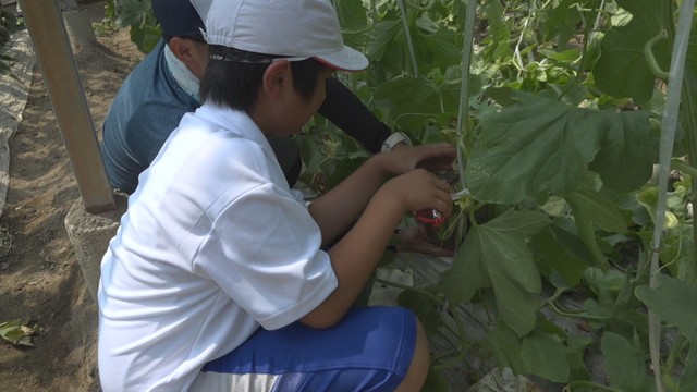 小豆島の小学生がアムスメロンの収穫体験「重たい」「めっちゃ甘い」　香川