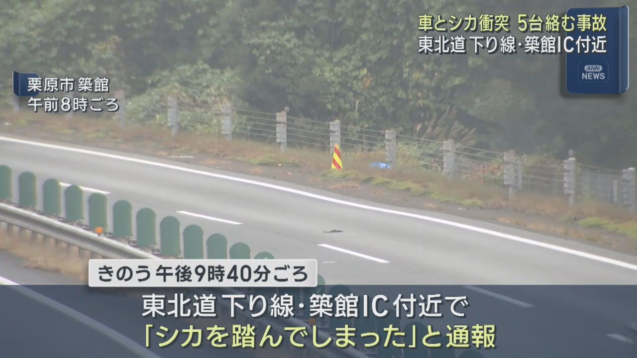 車５台がシカと衝突　けが人は無し　宮城・栗原市の東北自動車道