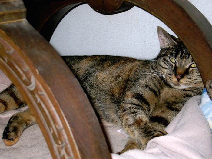 オレンジは物陰を好んだ