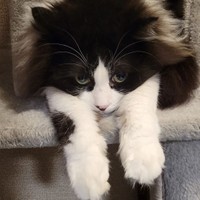 大きすぎてはみ出すにゃ＝eme.rafさん提供