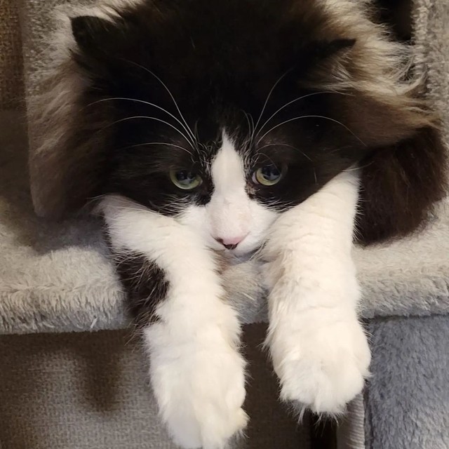 大きすぎてはみ出すにゃ＝eme.rafさん提供