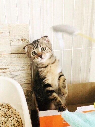 家にきたころの「ナギサ」

