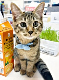 パックの飲み物1000mlとほぼ同じサイズのれんれんくん（画像提供：キジあにゃさん）