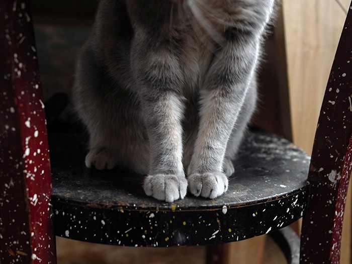 もふもふに見えて実は筋肉質なみっちゃん