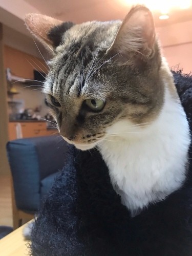 みいちゃんの美人さんショット