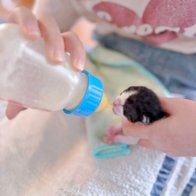 ミルクを飲むこはるちゃん（画像提供：T&A&Fさん）