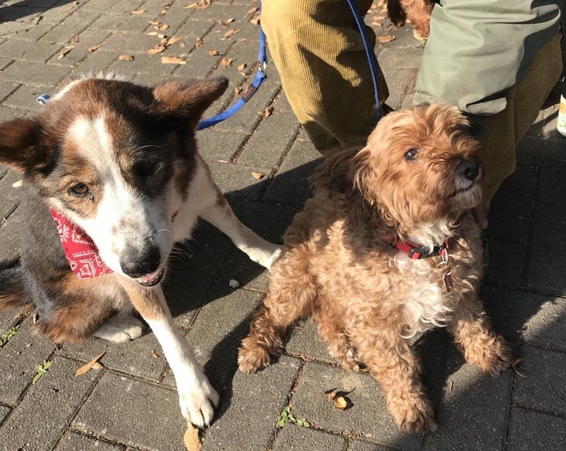 赤いバンダナが似合う