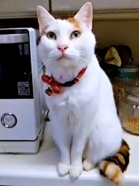 同居猫のなかで唯一の女の子になったハナちゃん（画像提供：ハナちゃんさん）