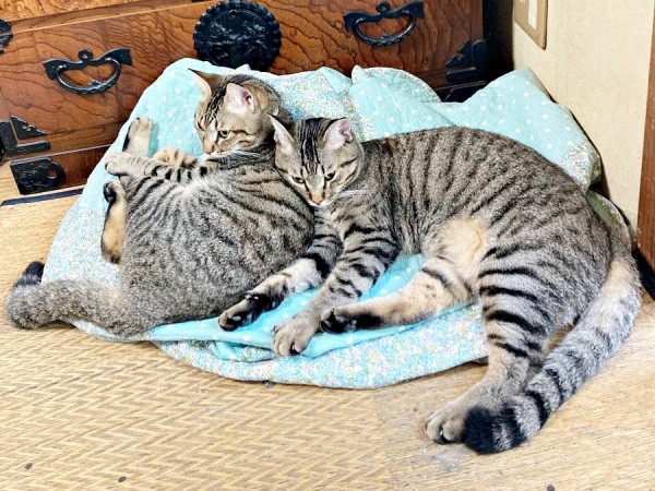 1歳になったモモくん、マオくん（画像提供：ぽりぽりさん）