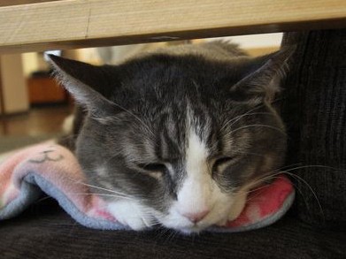 学生の心を癒やす犬や猫　米国の「セラピーアニマル」とは?