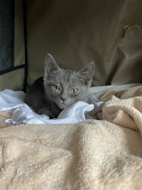 子猫時代、切れ長な目をしていたことから「しお」に