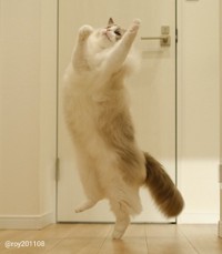 飛ぶにゃ！＝ロイ(Roy)くん@ラグドールさん（@roy201108）提供