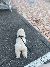 お散歩中、道路にぺたんと寝そべり周囲を観察するぺんたくん（提供：ぺんた さん）