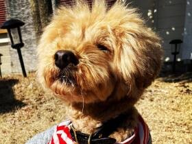 ぐっすり寝ていてもご飯の時間ピッタリに起きられるよ　トイプードル「アムス」