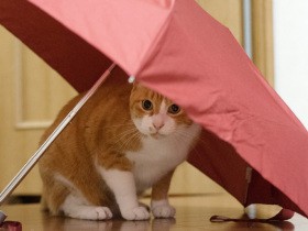 野菜とササミでとった手作りスープ！　愛猫「はち」の定番おやつはいいこと尽くめ