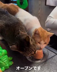 おやついただいております！（「Cats in the Box.」さん提供、Instagramよりキャプチャ撮影）