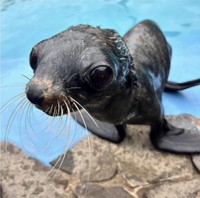 死亡したキタオットセイ　おとちゃん（雌）
玉野海洋博物館　提供