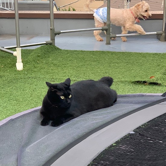 たまにバニラと家の屋上で気分転換します（ニイノちゃん提供）