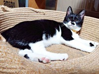 美猫へと成長していったまぎちゃん（画像提供：hiro_8083さん）