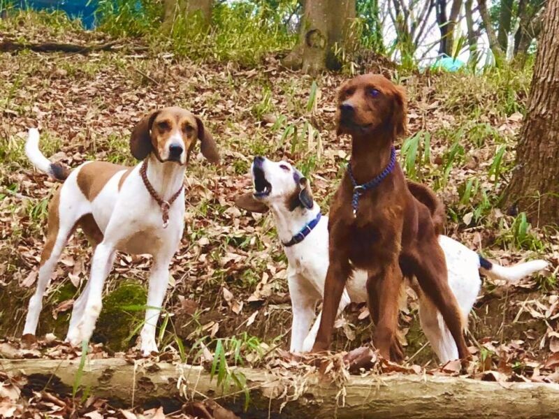 自然の中で遠ぼえするベス。つくば犬たちの森ドッグランで（泉水さん提供）