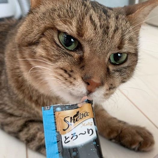 おやつをなめるめめちゃん。一口でも食べてね、がんばって…多くの人の応援が確実にめめに届いていました。でも…