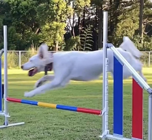 飼い主さんと「アジリティー」に挑戦中の麦ちゃん。カッコいい！（画像提供：みのかさ さん @inekaratukutta）