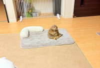 投げ出した足がキュートなこゆきちゃん（画像提供：こゆきさん）