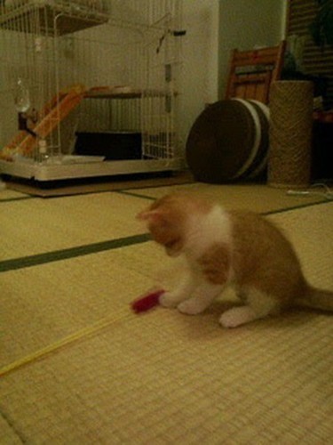 家にきたころの「虎太郎」