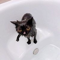 シャンプー後、別猫レベルにほっそりしたかげちゃん（画像提供：こてつくんとかげつちゃん）