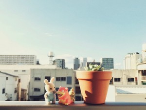 わたぬきようこ