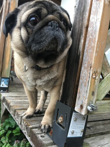 亡くなる半年ほど前、口周りが白くなりはじめて貫禄がでてきた（みのりさん提供）