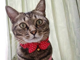 「おすわり」や「お手」だってできるよ！　キジトラ「由梨花」　