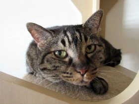 愛猫の皮膚病の完治へ5つの条件？　気候と精神の安定も大切