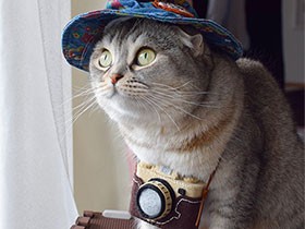 ２０１８インスタ映えで賞　スコティッシュの「つぶまろ」