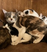 過酷な環境で生き抜いた猫たち（「犬処北の」さん提供、Instagramよりキャプチャ撮影）