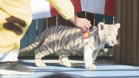 ホワイトタイガーのハクちゃん