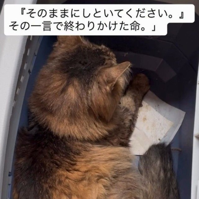 三宅さんが『大丈夫だよ。お家に帰ろうね。』と声を掛けると、小さな声で『ニャッ』と返事をした猫（「小さな命を守る会 hug」さん提供、Instagramよりキャプチャ撮影）