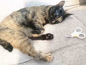 猫の爪切り　お礼のように手をペロペロしてくる不思議