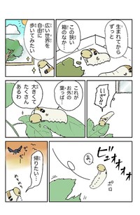 しらかわさん初の著者初の著書『マンガで見る「イモムシ」の生きざま』より（しらかわあすかさん提供）