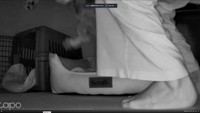 見守りカメラの映像。小次郎くんを抱き上げてベッドへ向かった飼い主さん（画像提供：しょうこさん）